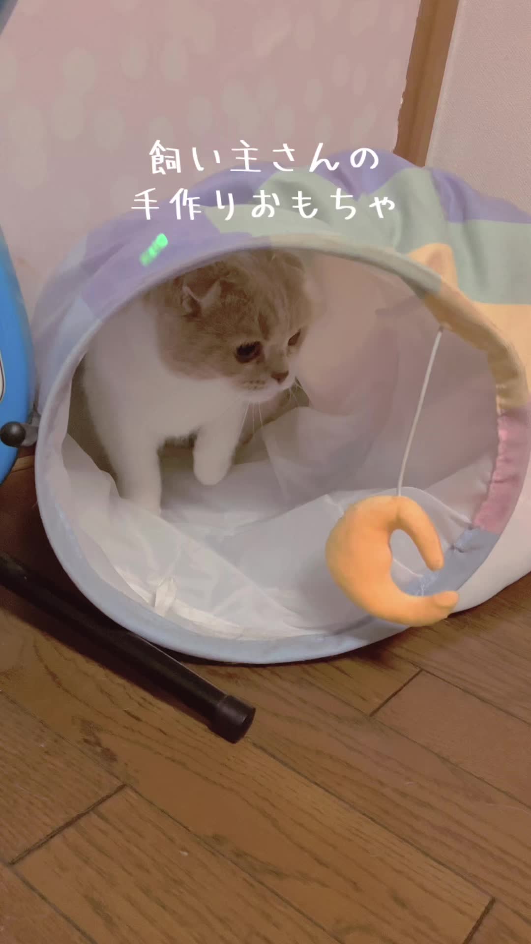 @らるたんと飼い主さん🌈🐾໊