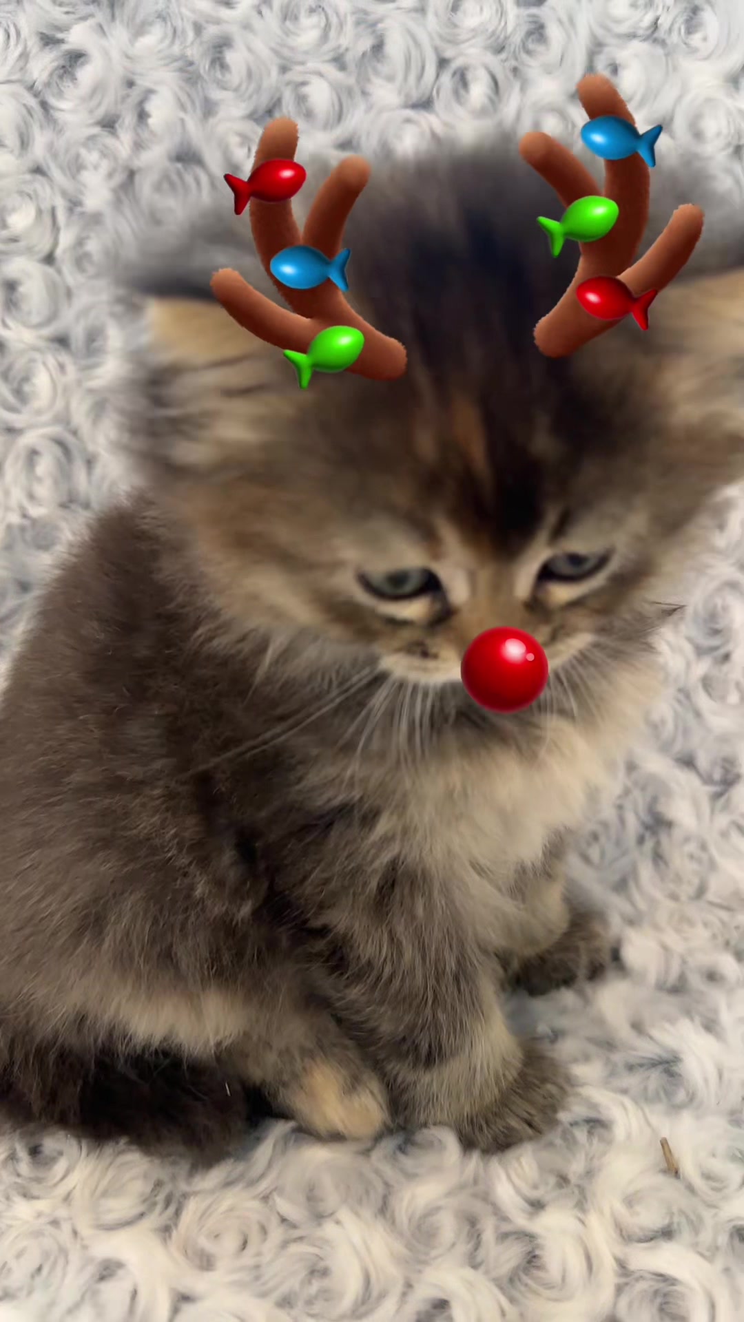 @cat.sheri.kittens