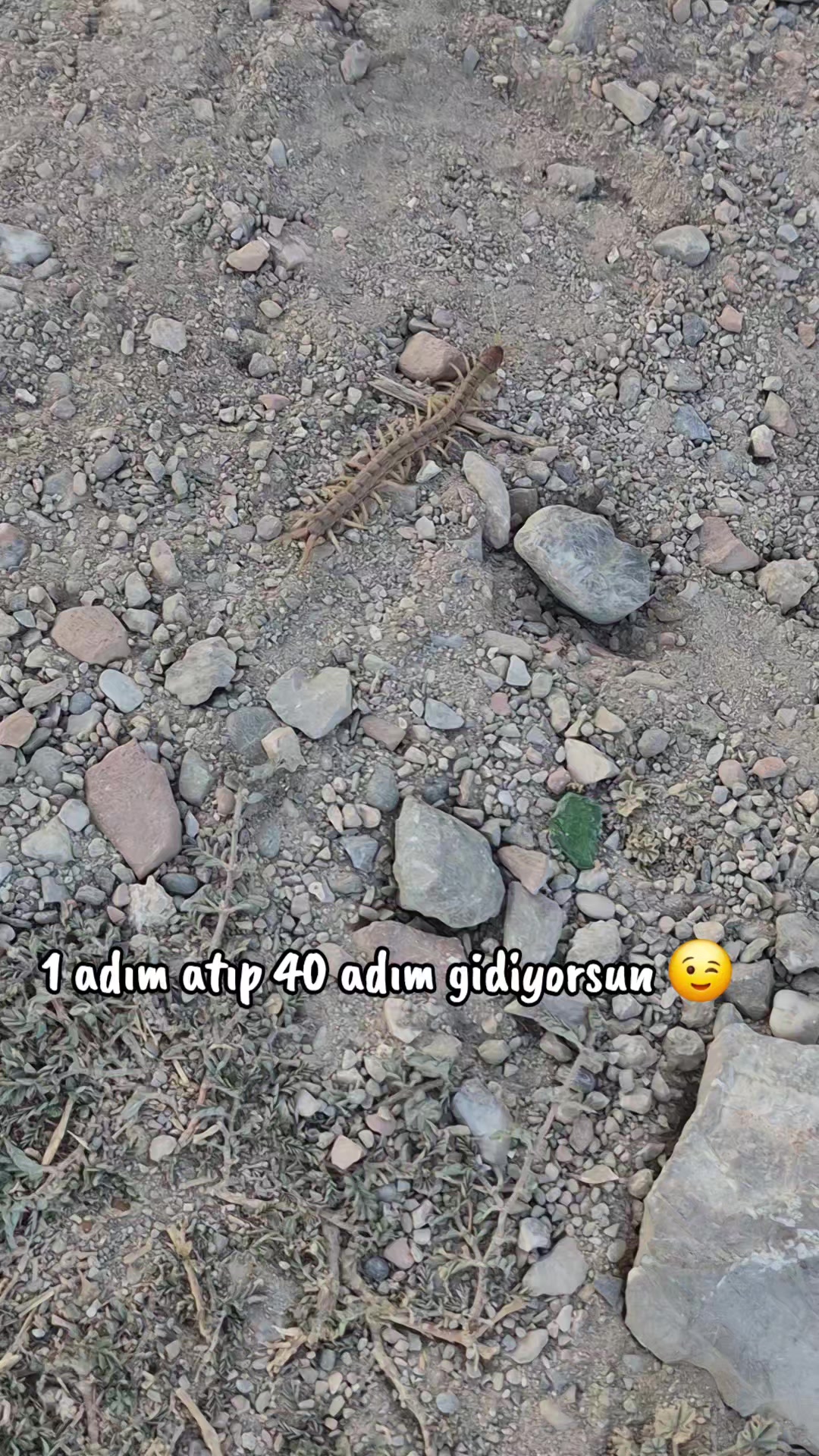 @ރ𝐂𝐀𝐍𝐒𝐔