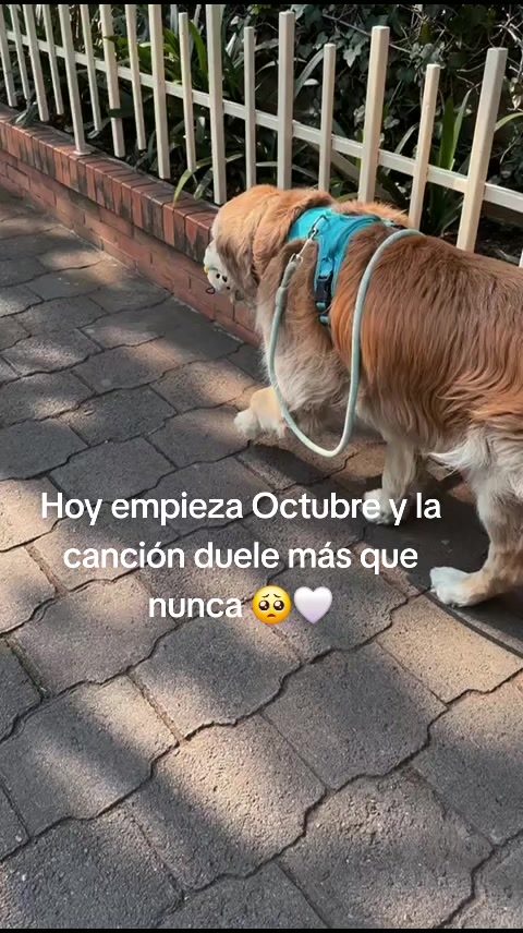 @Alvin Doradito 🐕