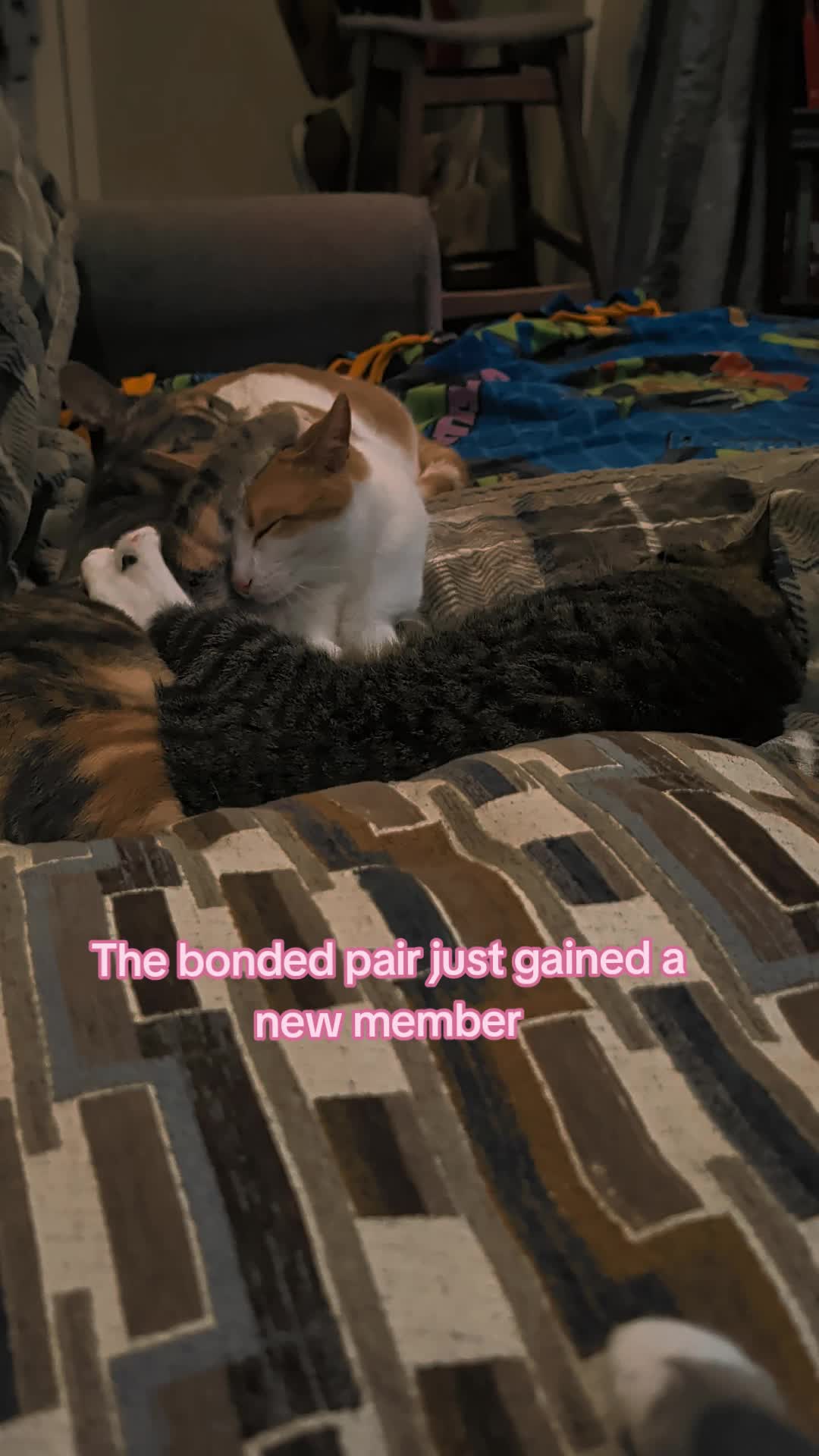 @BuffyTheKittenSpayer