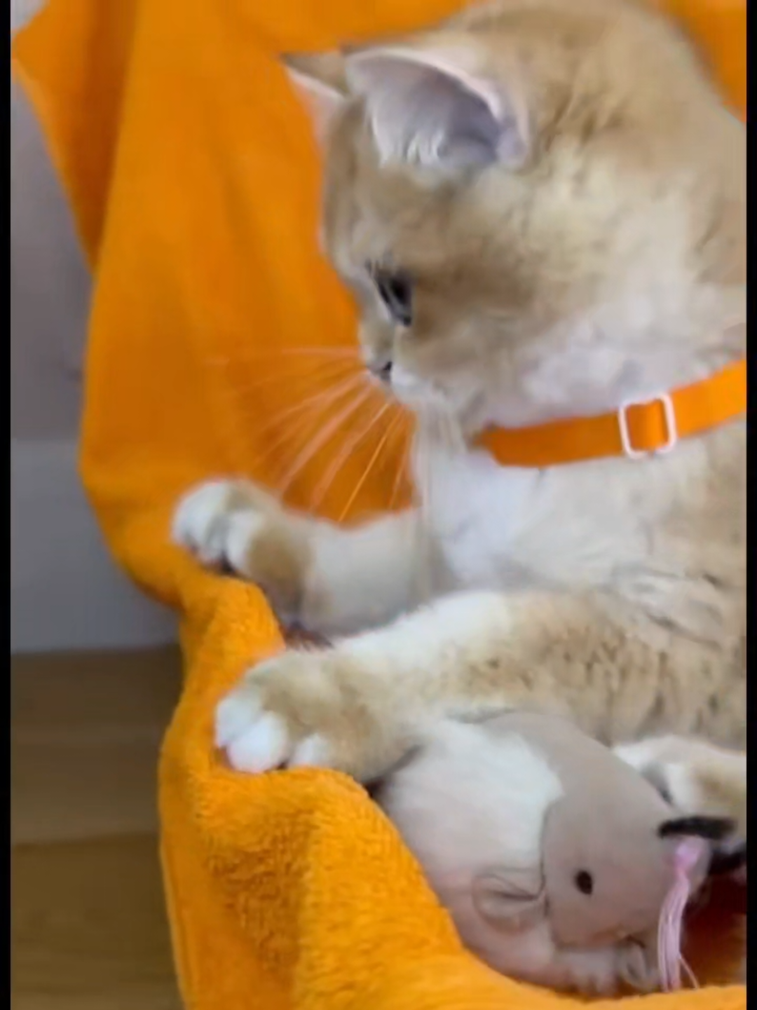 @Chonky World Of Cats