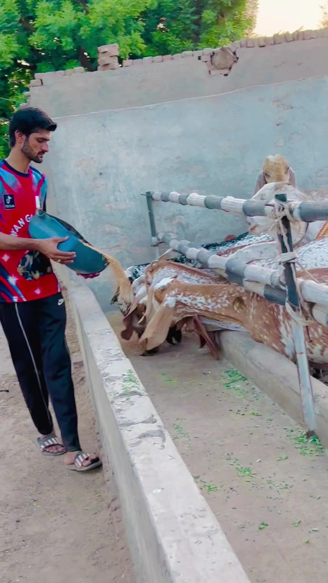 @Ayyan goat