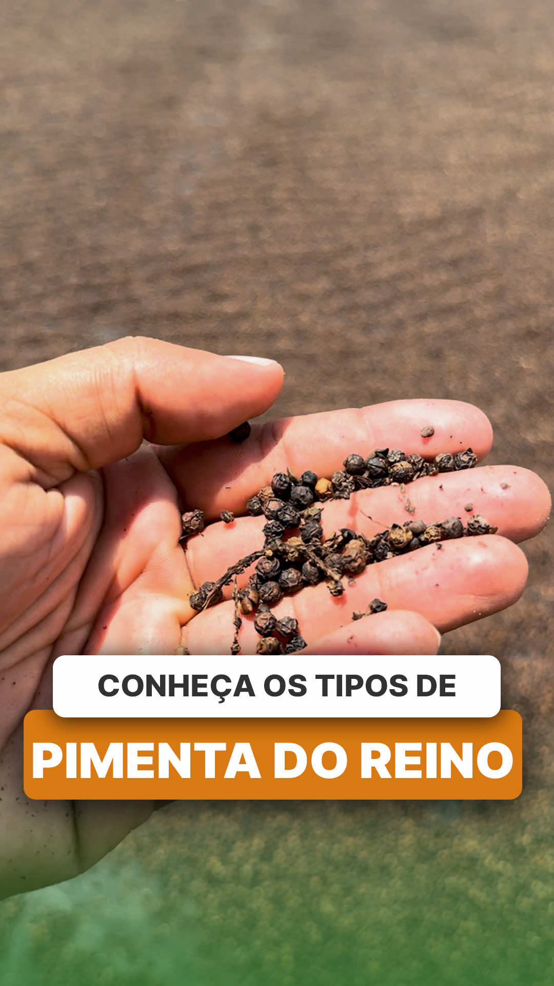 @ViveiroProMudas