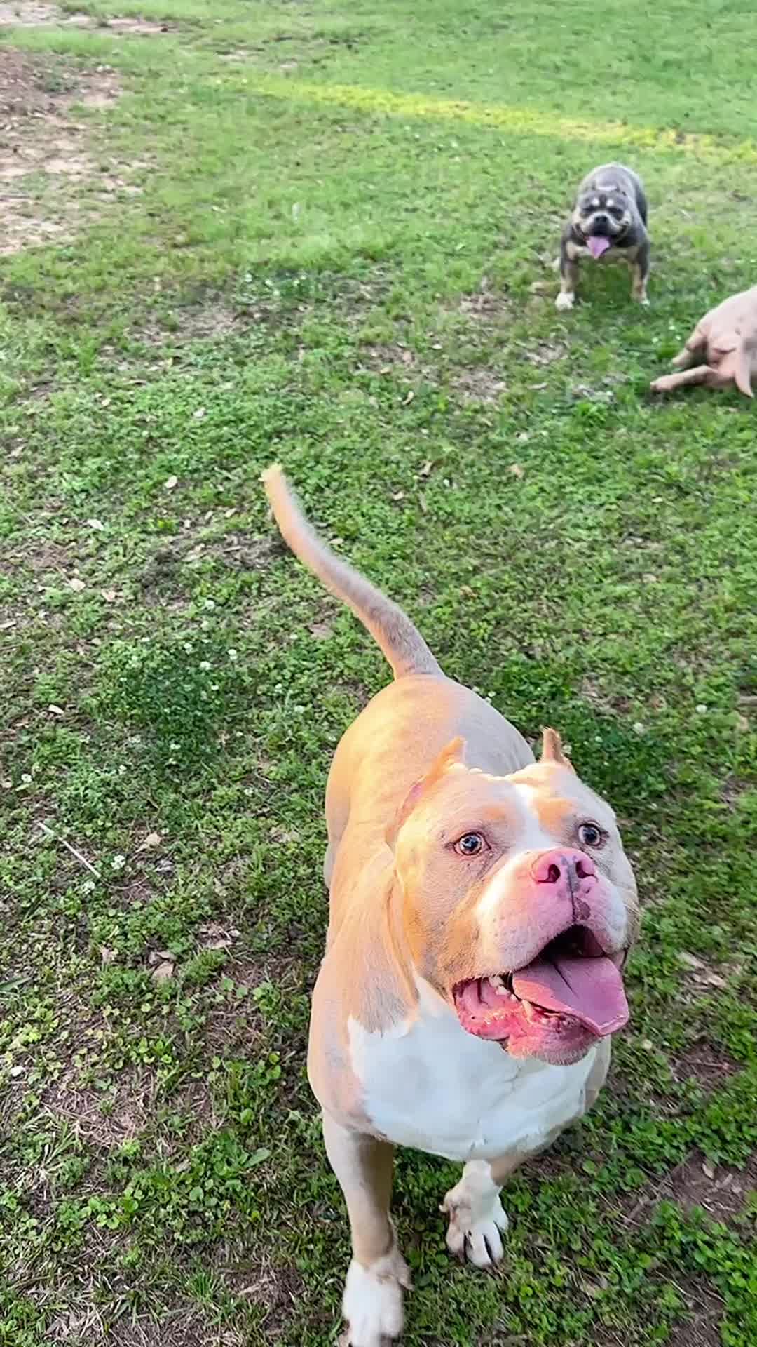 @QBN Kennel