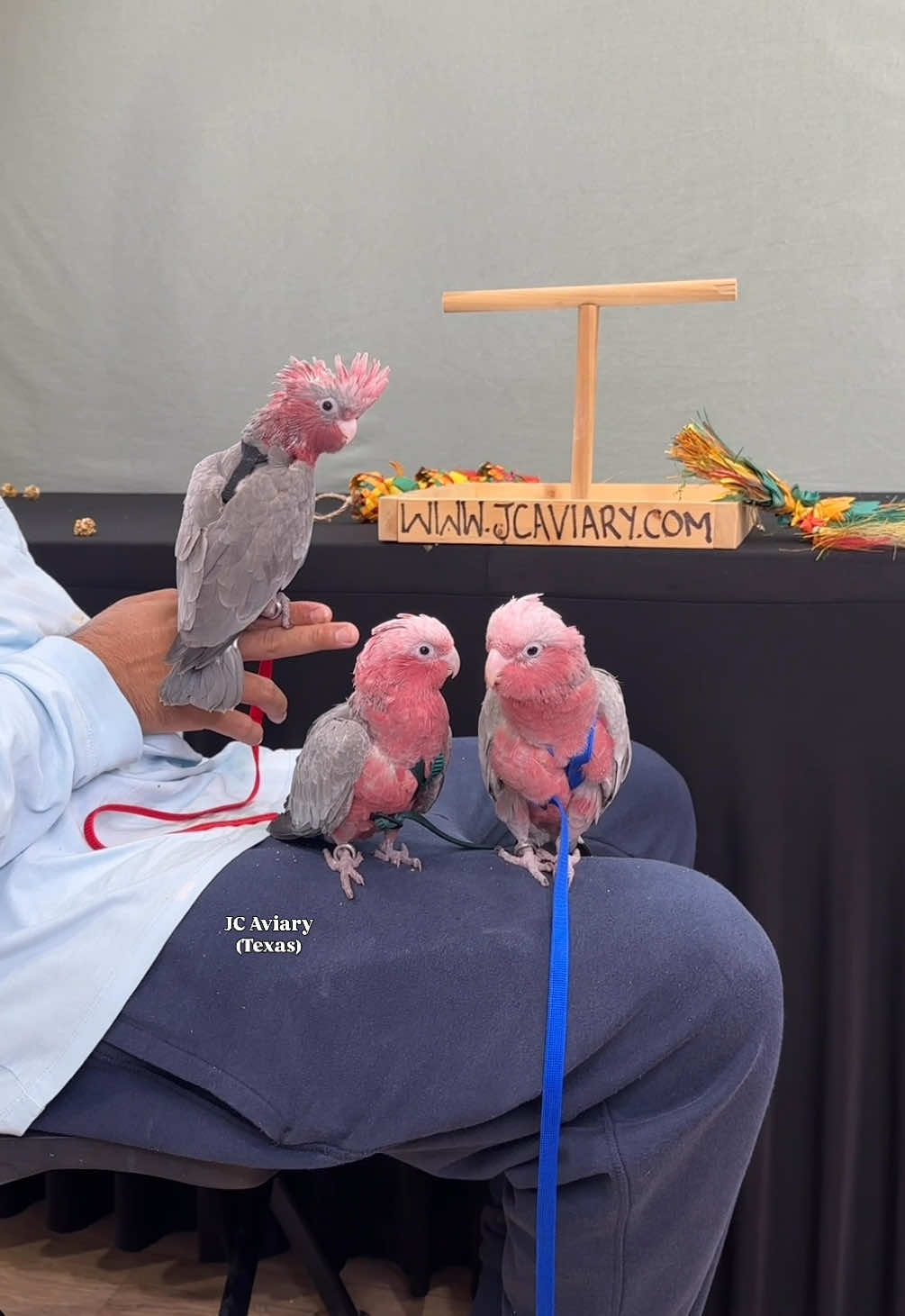@JC Aviary