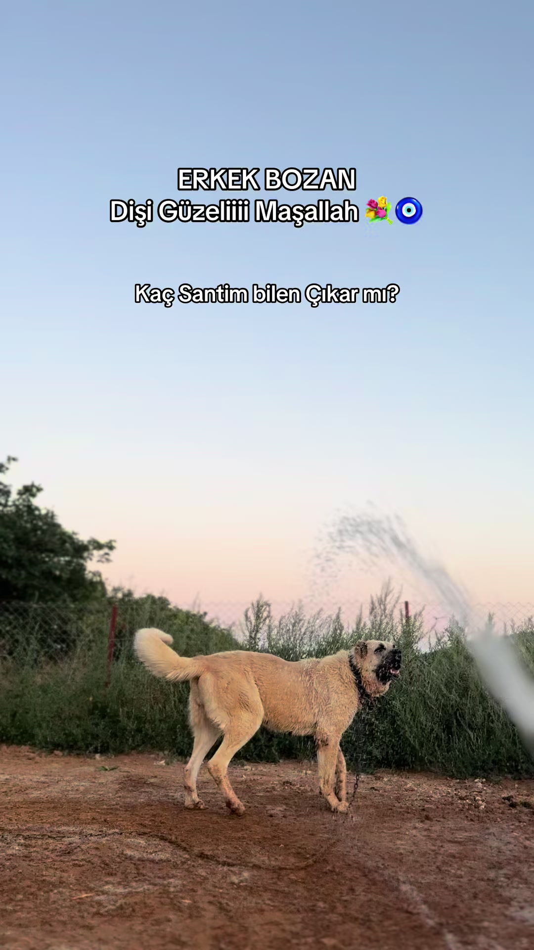 @Çetin BATUR
