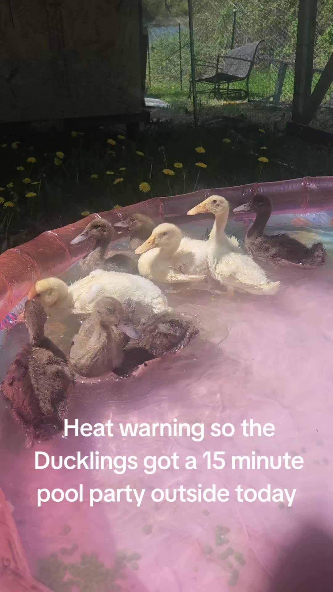 @Jess' Critters 🐾🇨🇦
