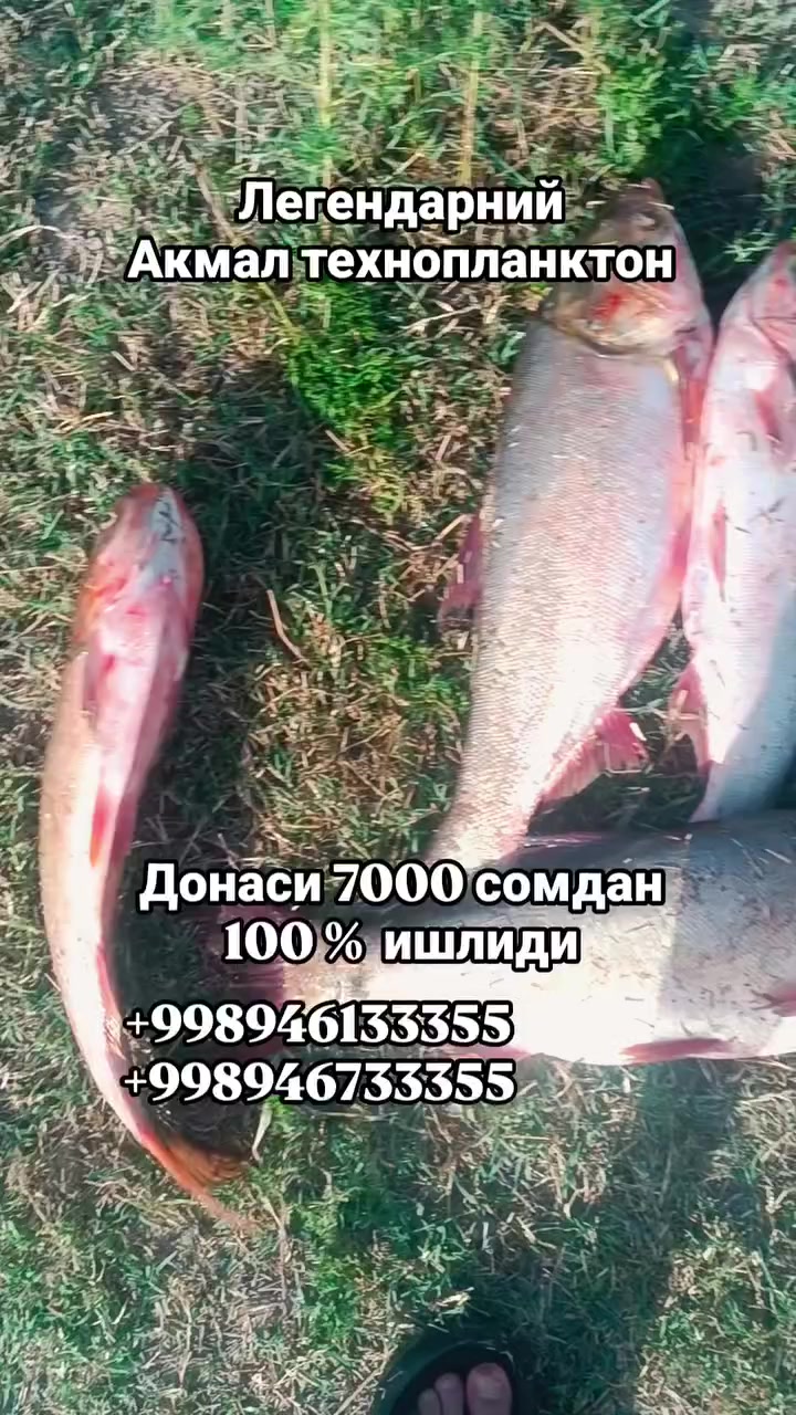 @uzfisher | Baliqovi |