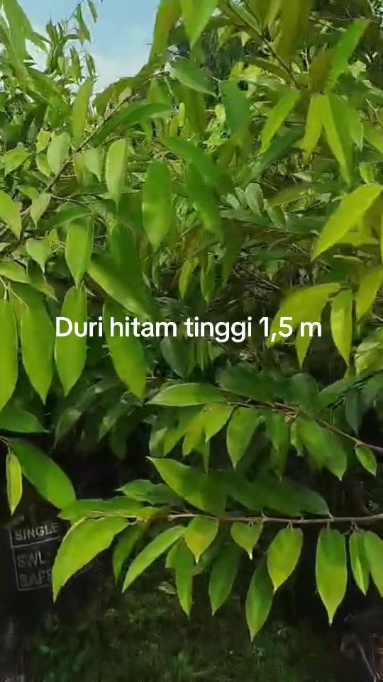 @RATU BIBIT