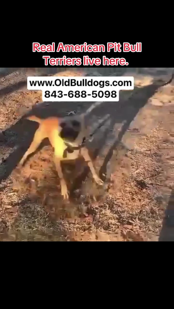 @OGMasterOfAllBulldogs
