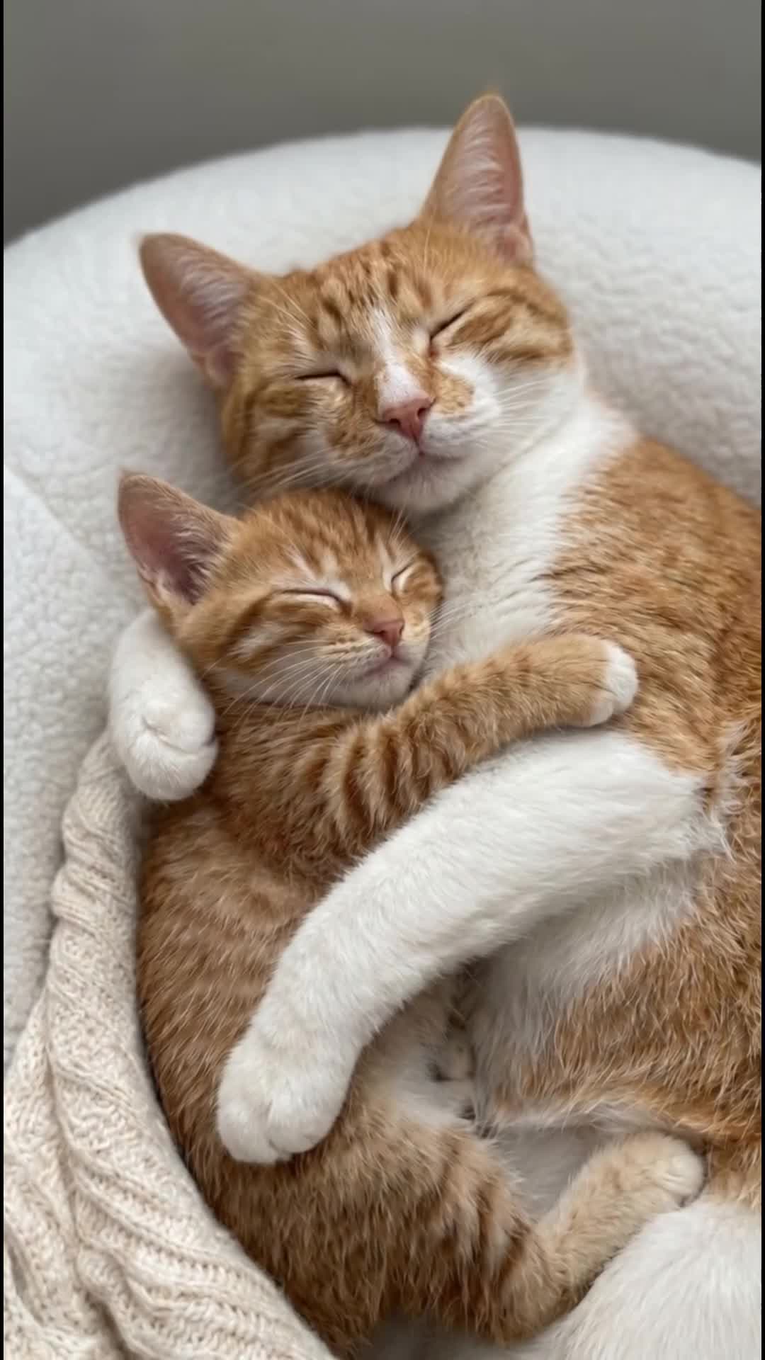 @middlepets