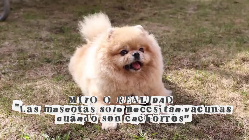 @Alfa Pop