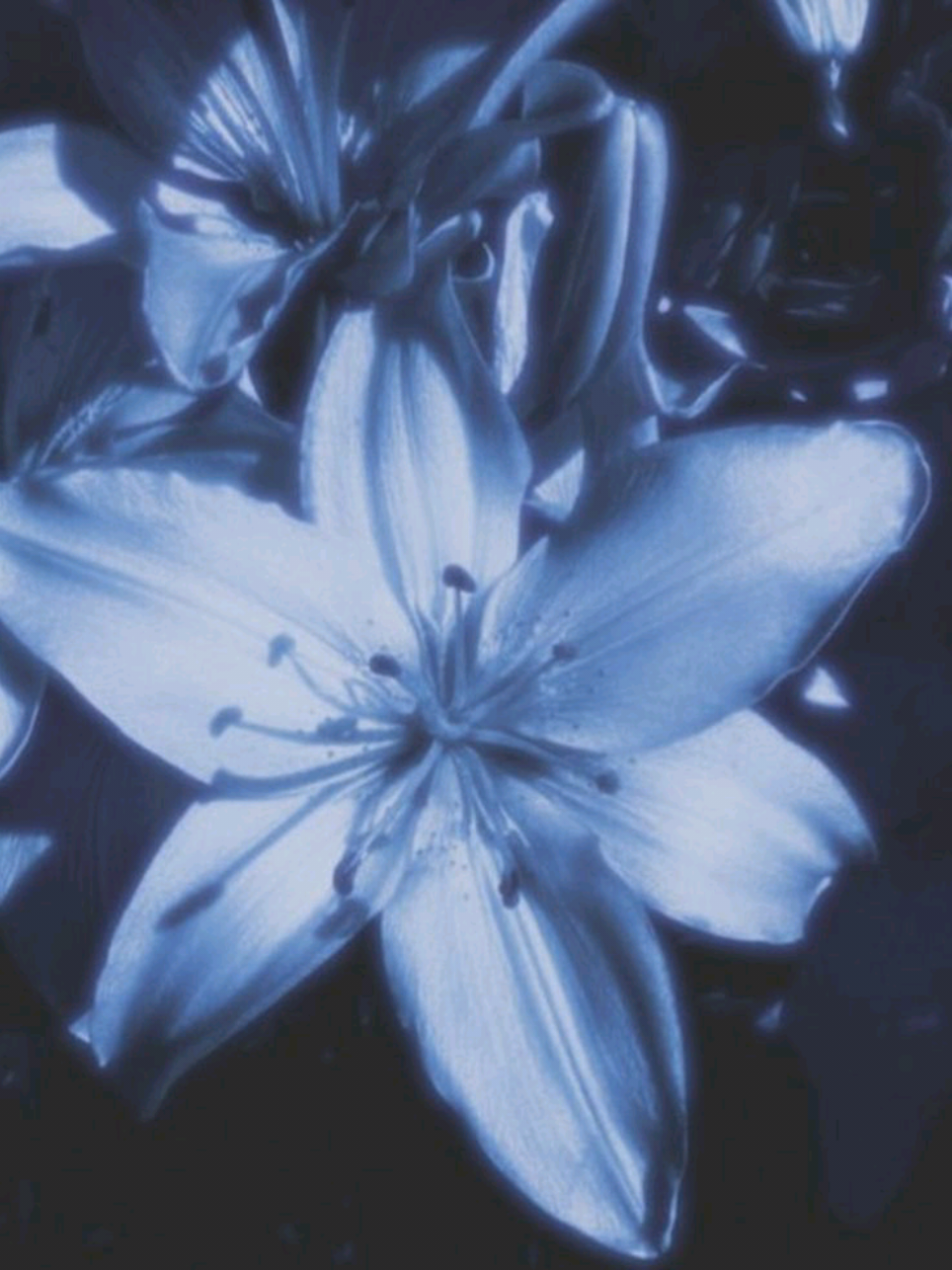 @✮` 𝐸𝓂𝒾𝓁𝓎 `✮