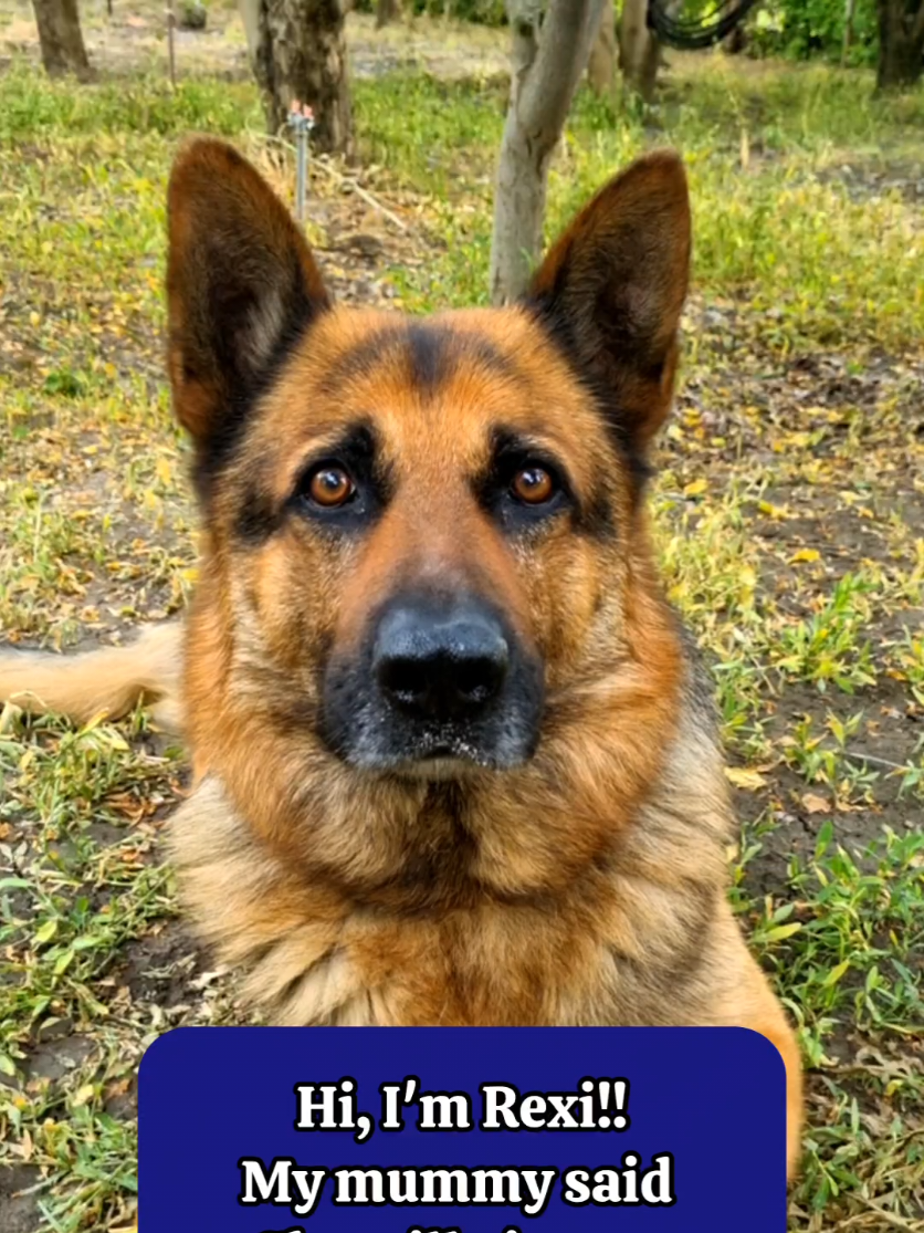 @germansheperd.Rexi