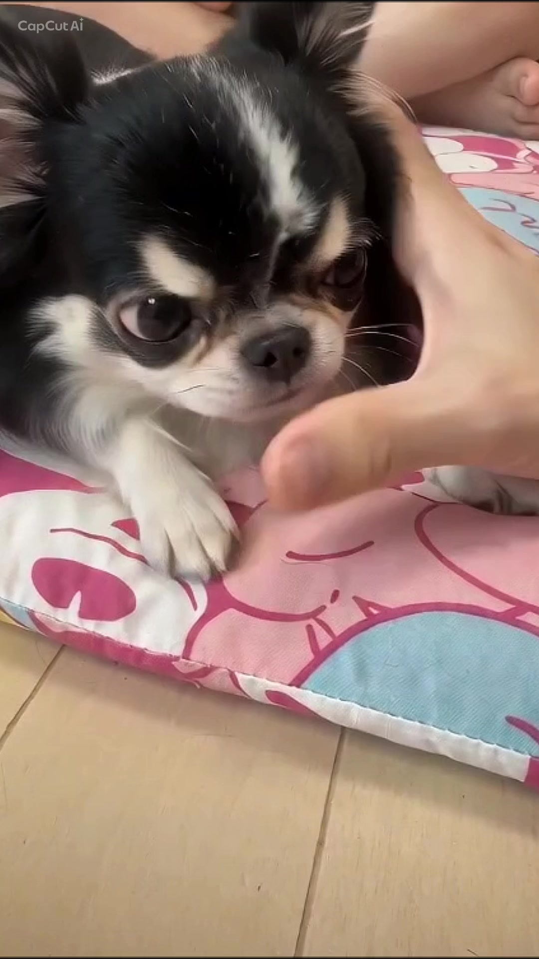 @ニンニン🐶🩵🍀
