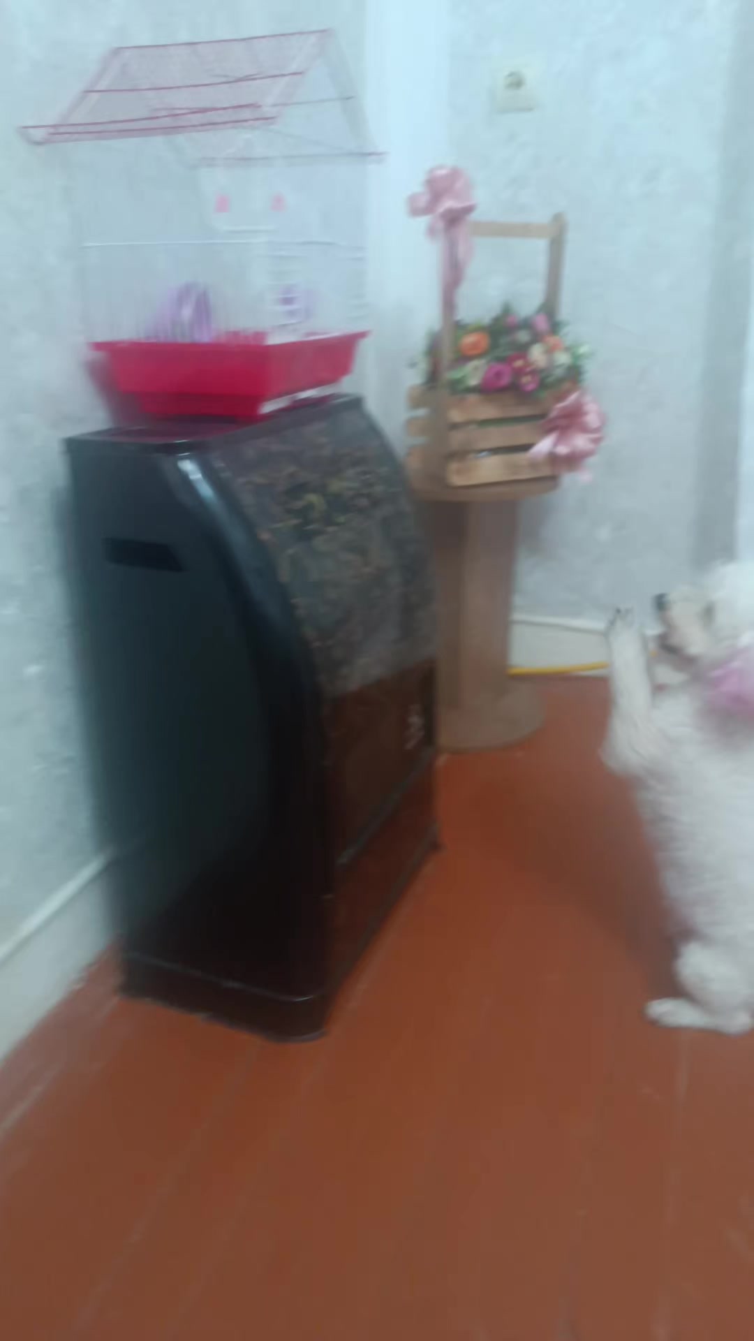 @Aynur Qurbanova