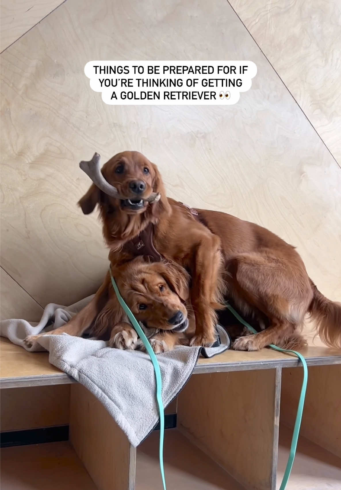 @Pacha and Bucket the Goldens