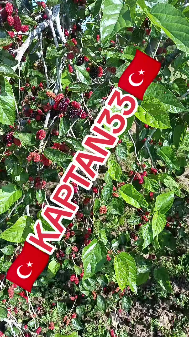 @EFSANE&KAPTAN