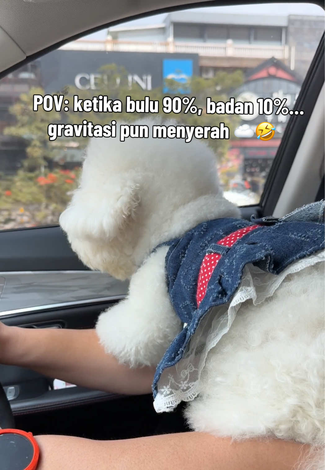 @Donut The Bichon