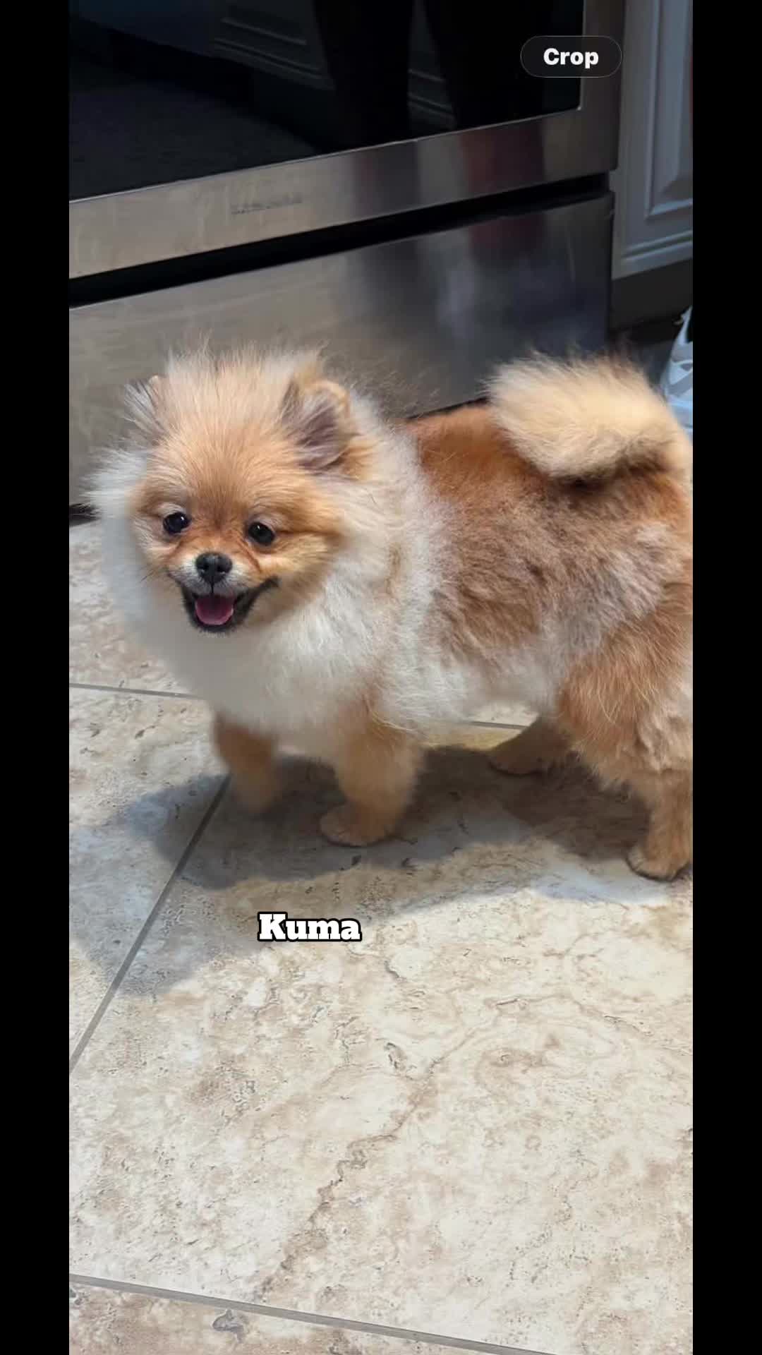 @Life of MESHKA the Pomeranian