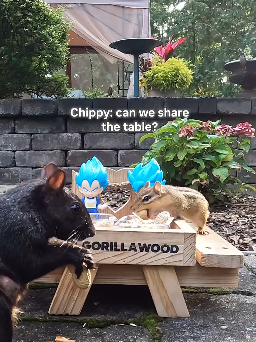 @youngmasterchu squirrel
