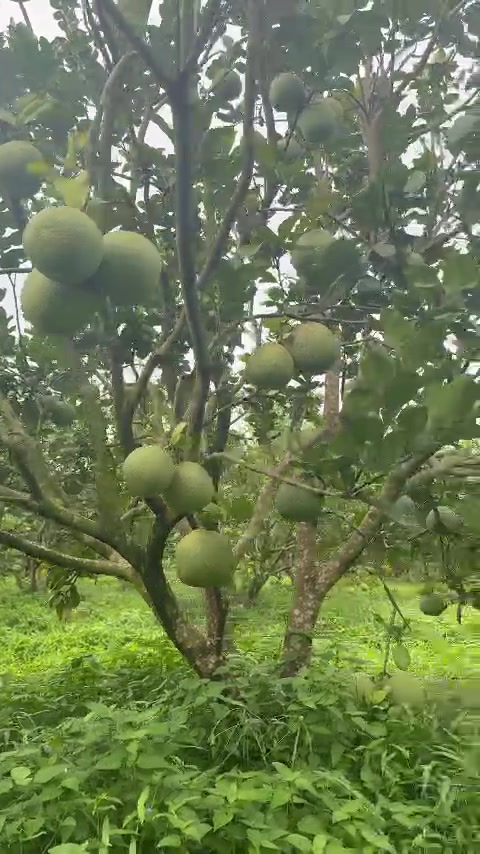 @Bàn tay nhỏ 63B3