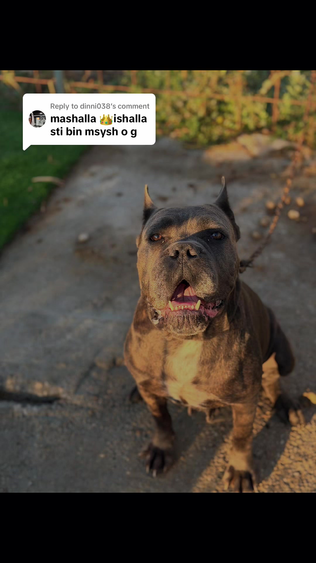 @AlbaniaCaneCorso Kennel