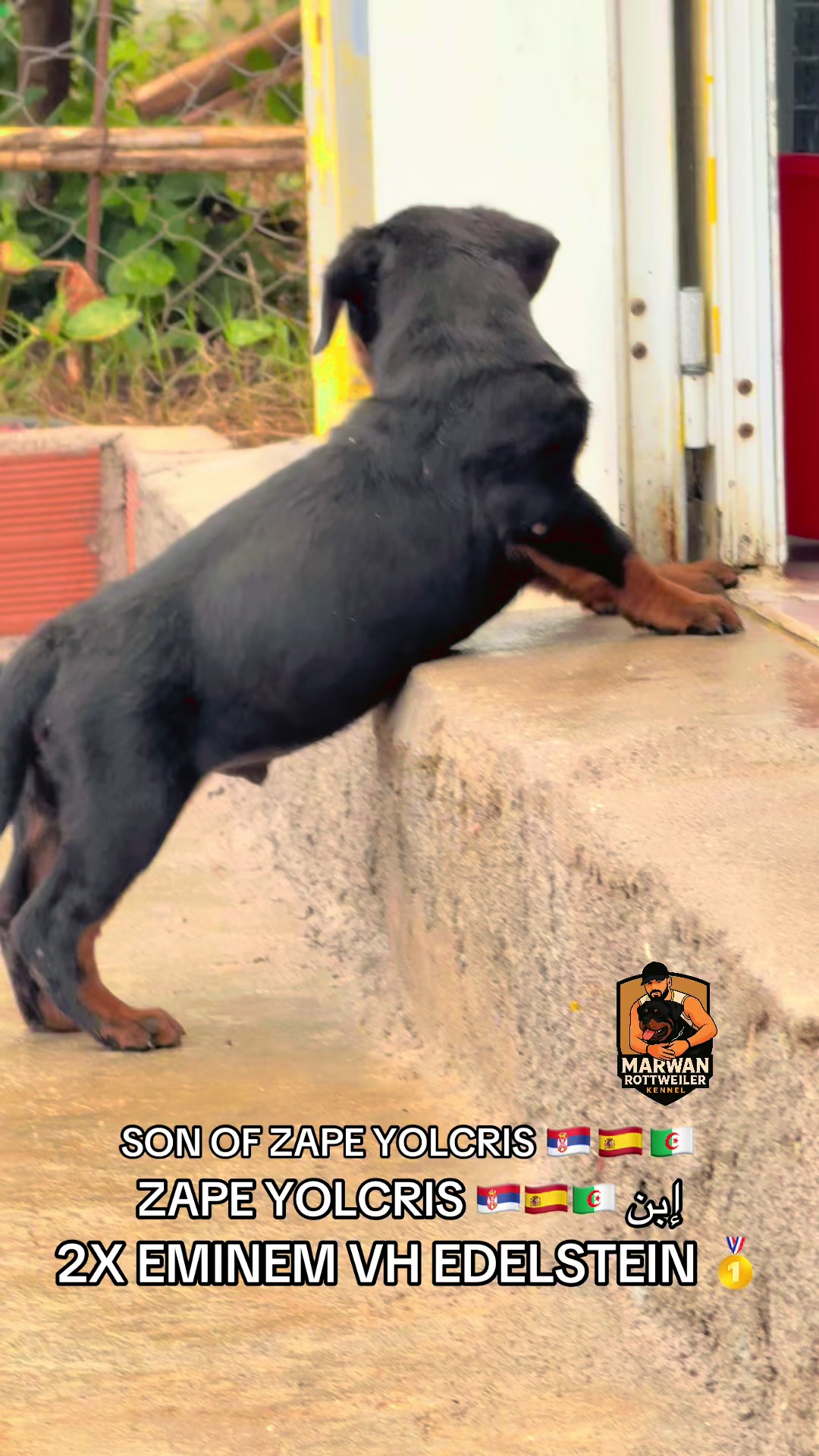 @Marwan Rottweiler-ke