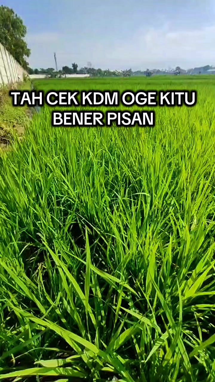 @vieagnur