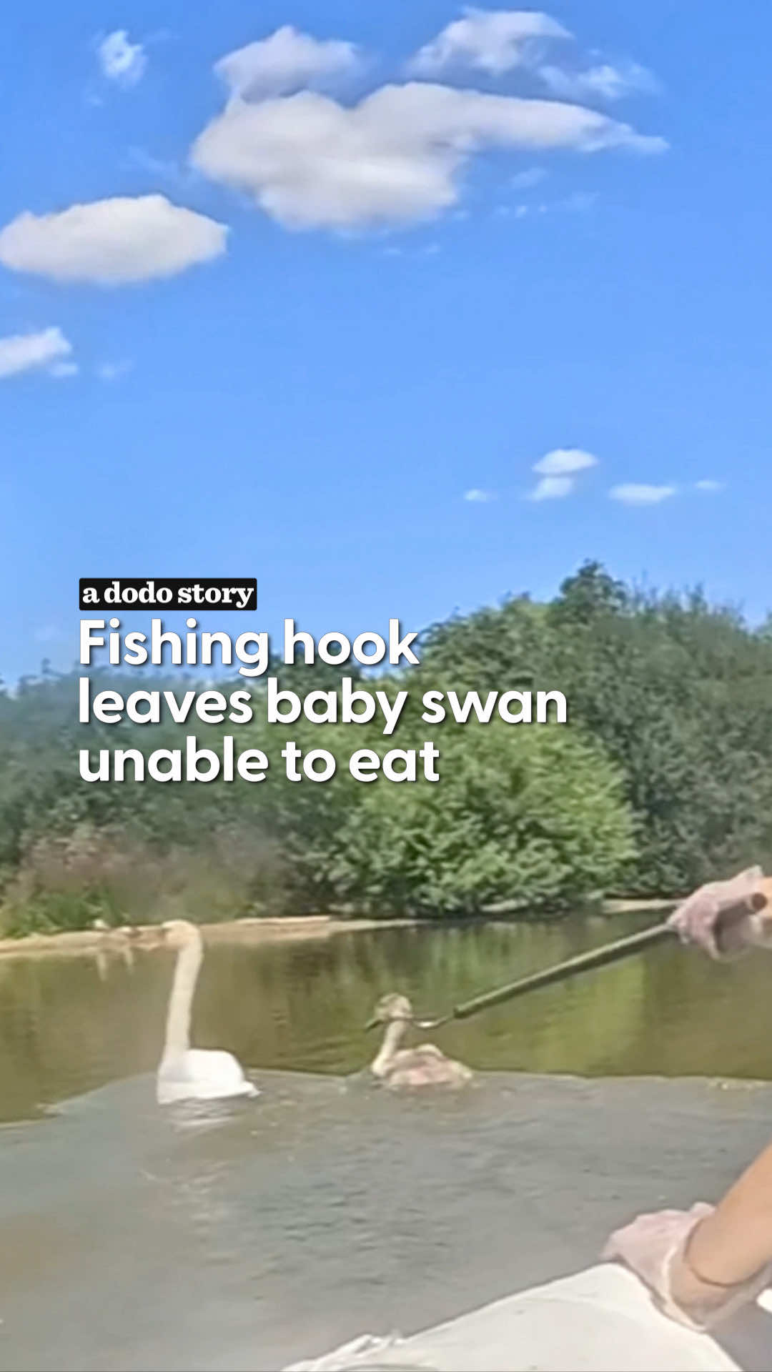 @The Dodo