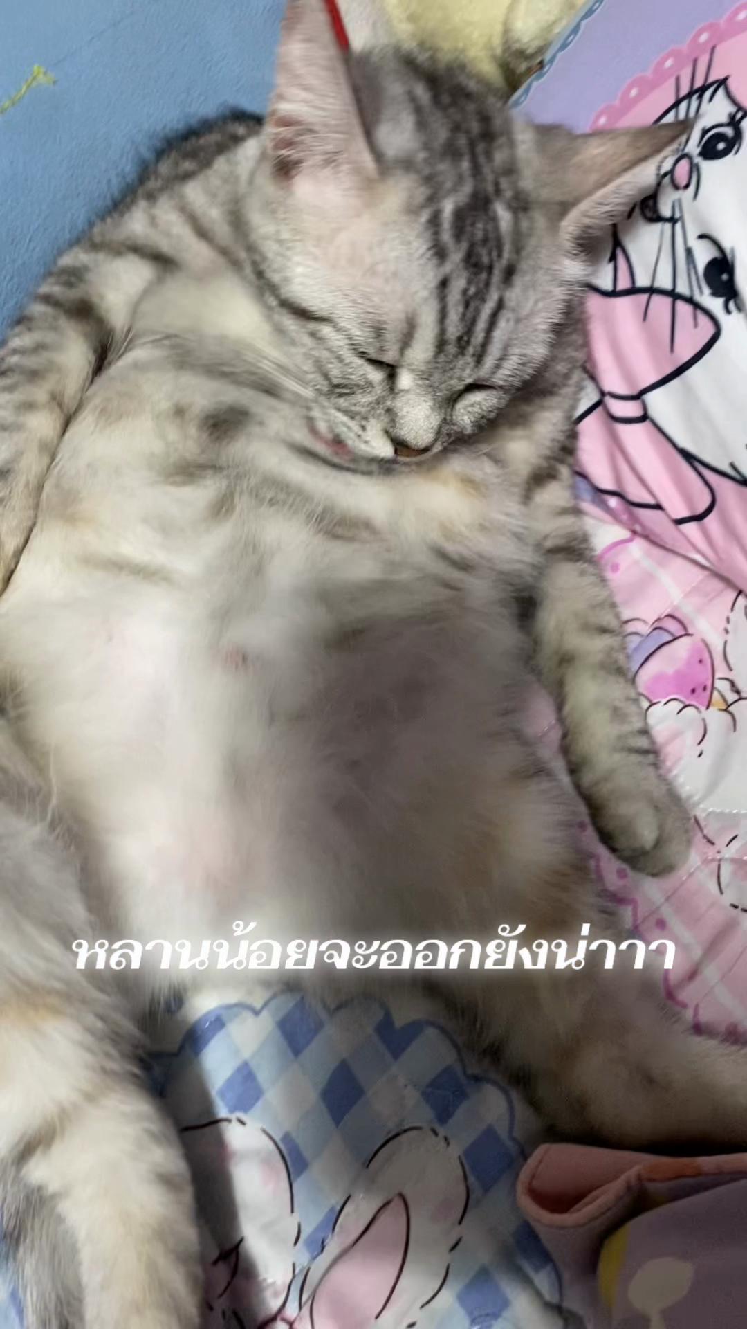 @🧧เปาเฮง🧧รีวิวแมว🐱