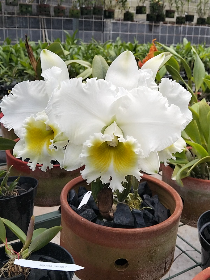 @Bani Orchid