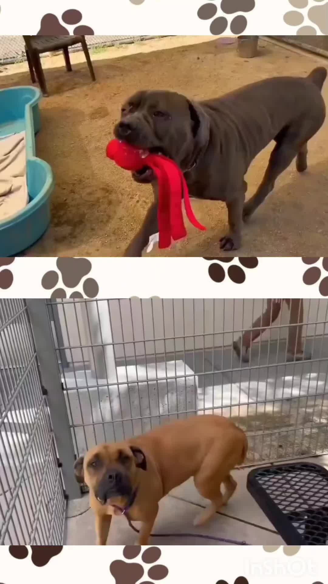 @Saving Mastiffs