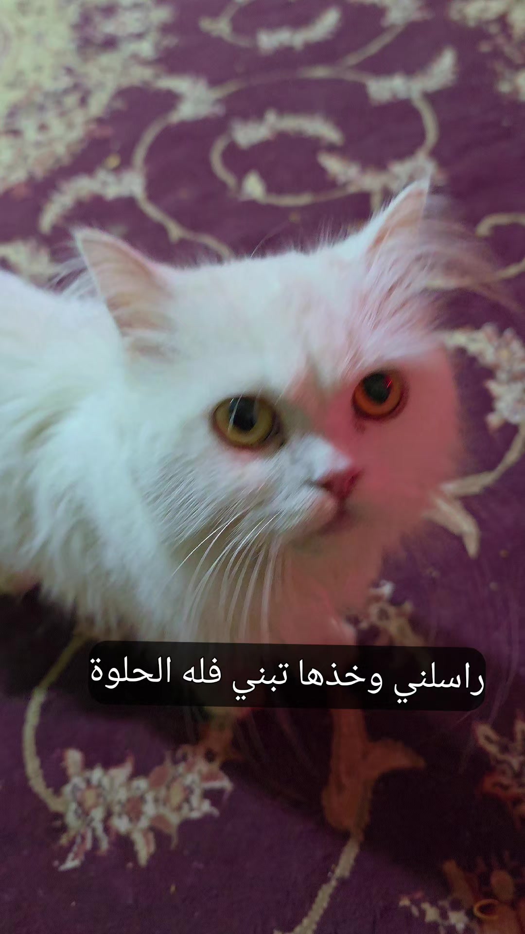 @الكابتن حيدر جابر