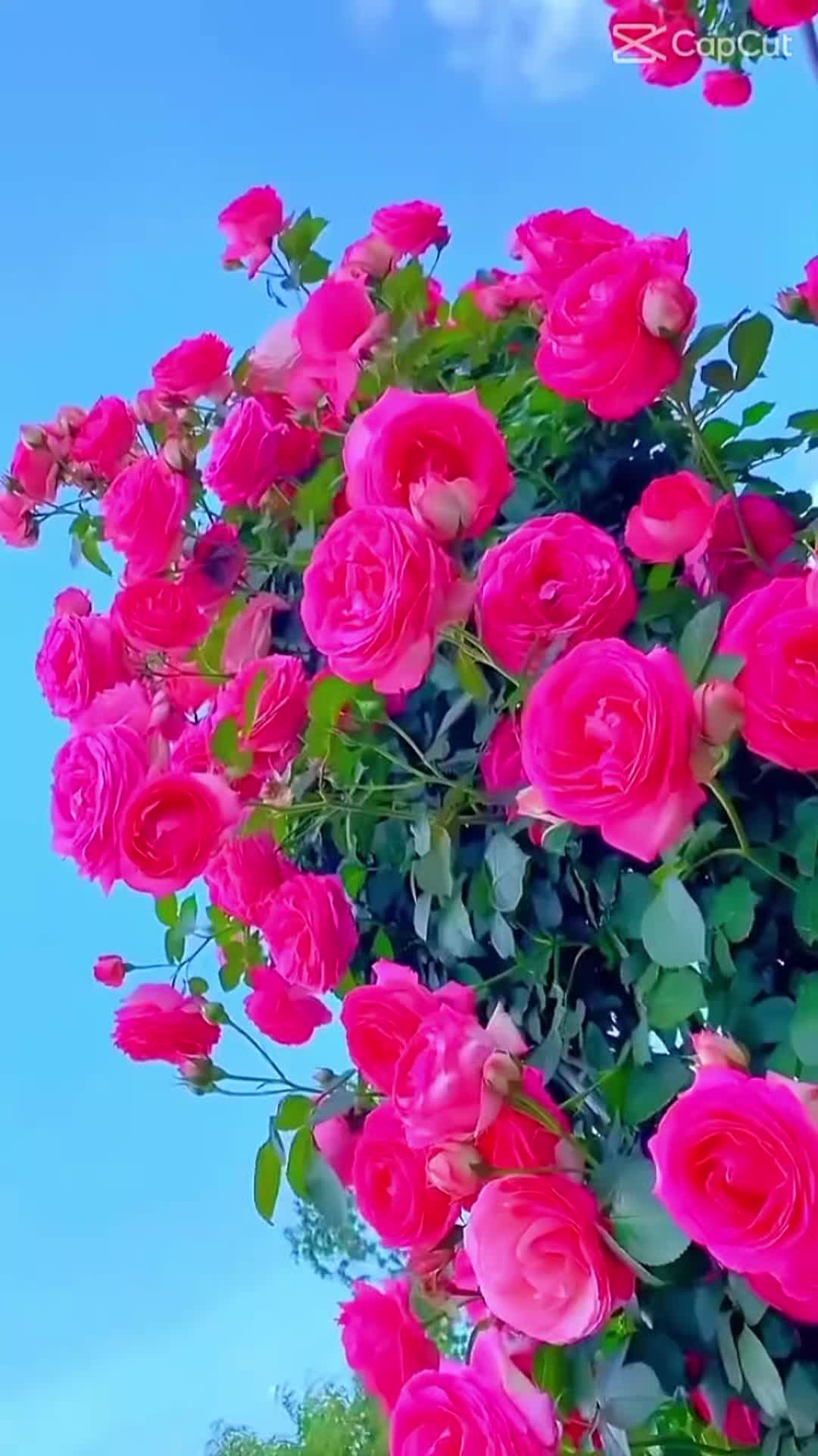 @suntalipahari
