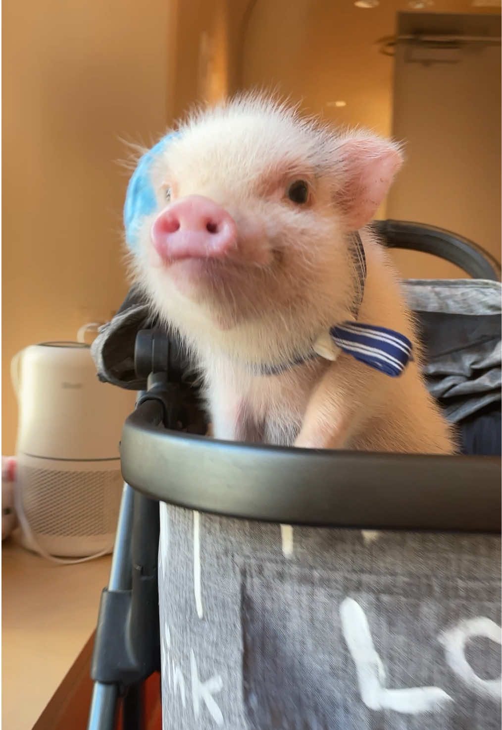 @pignic