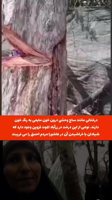 @PersianVibe