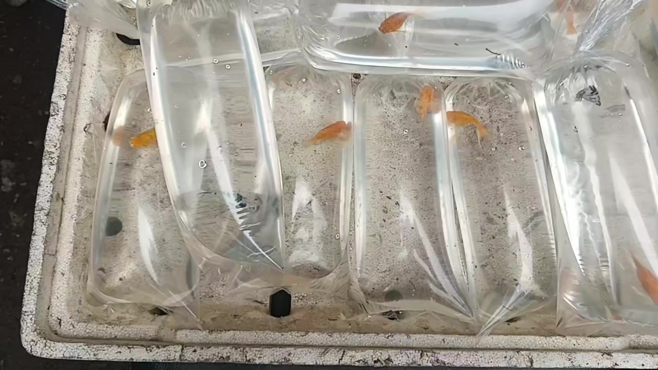 @dexx aquatics