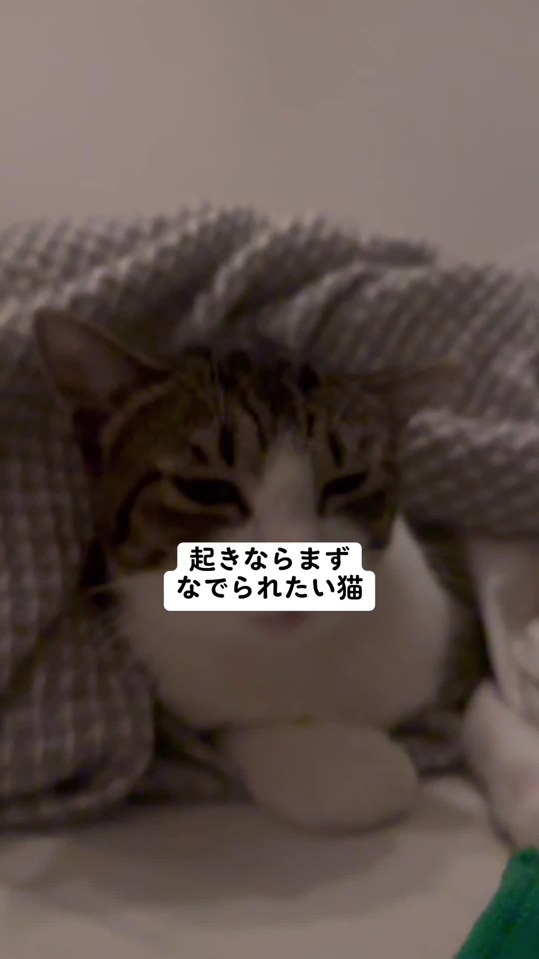 @MimitheNapcat