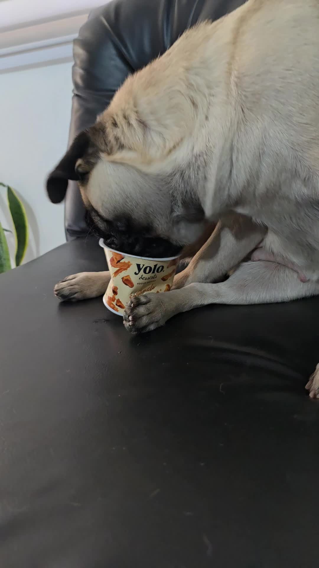 @Lizzylapug🐶🌸