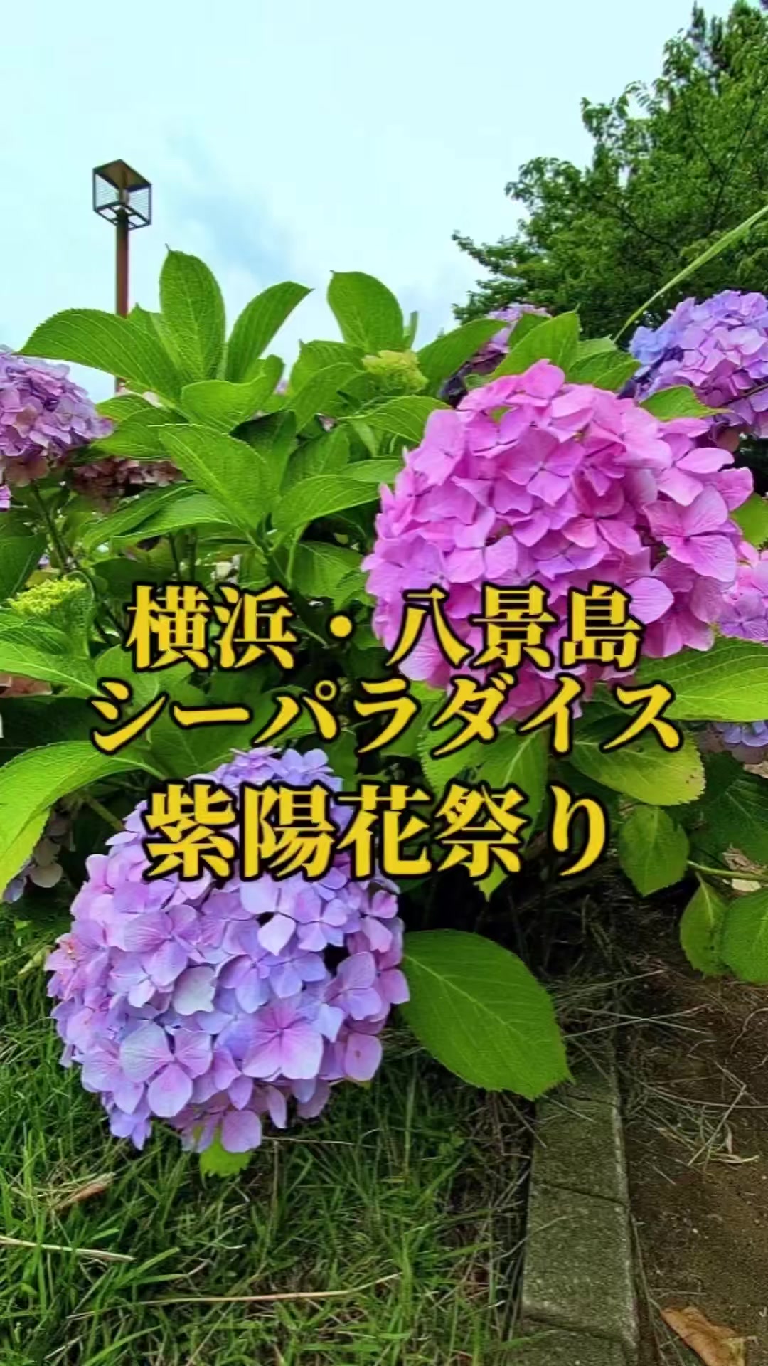 @🌸Shinomin🌸関東映えスポット巡り