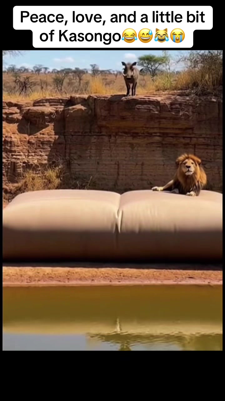 @Roi De la Jungle