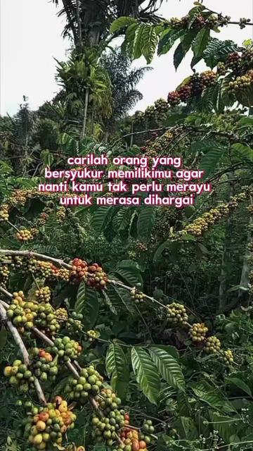 @PetaniMuda