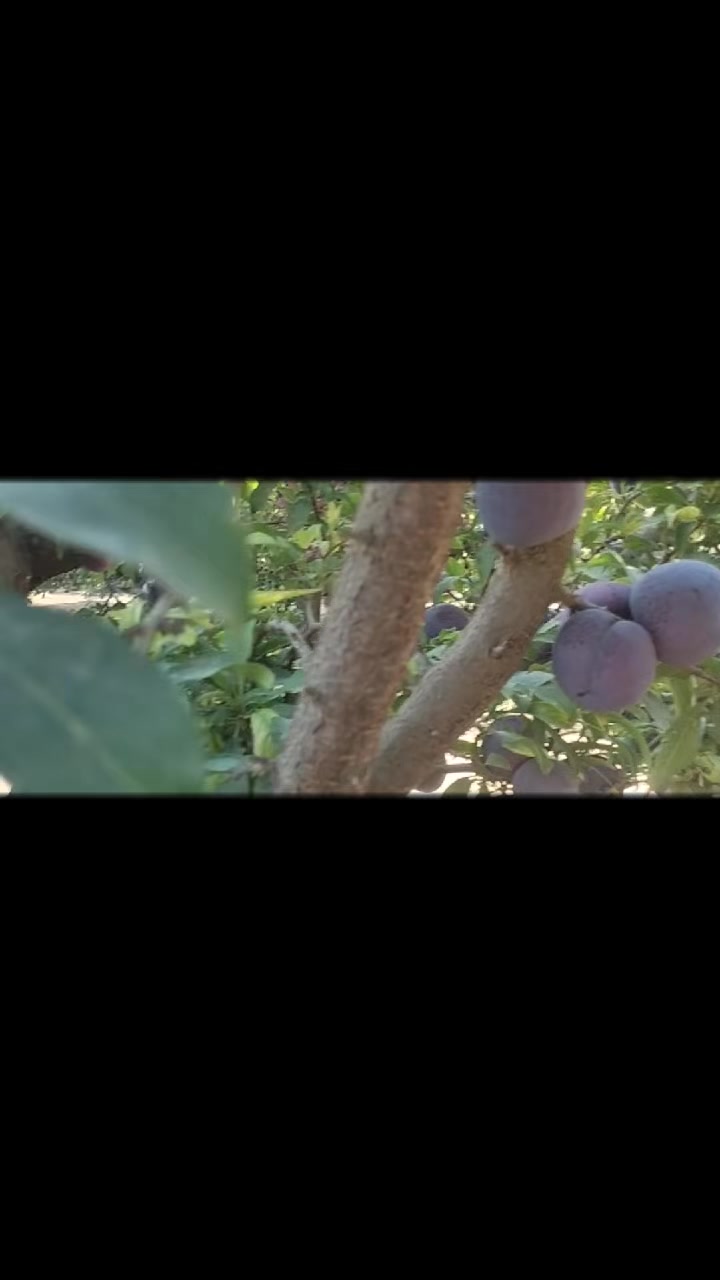 @احمد عمر