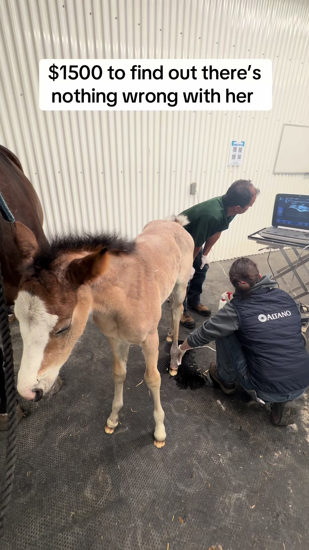 @Hanginghorses
