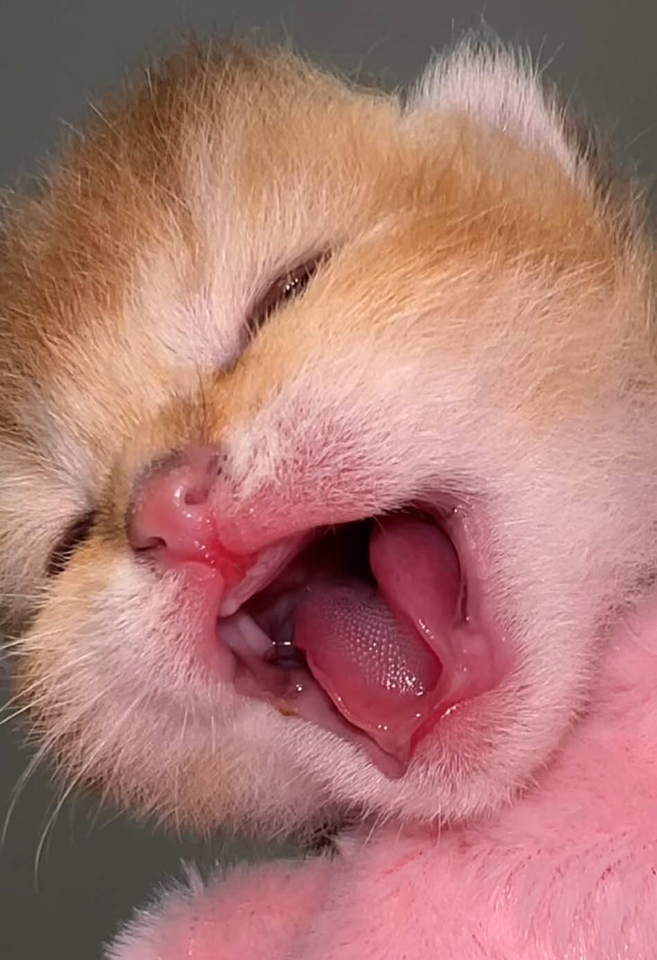 @Soothing Cats😻