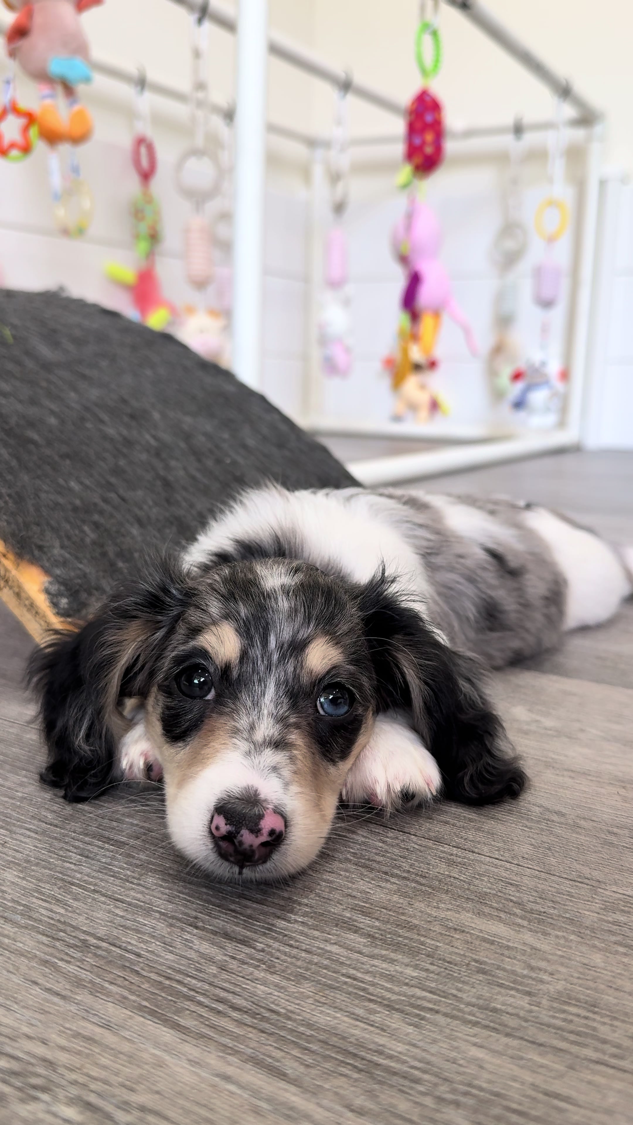 @Dachshund Dynasty