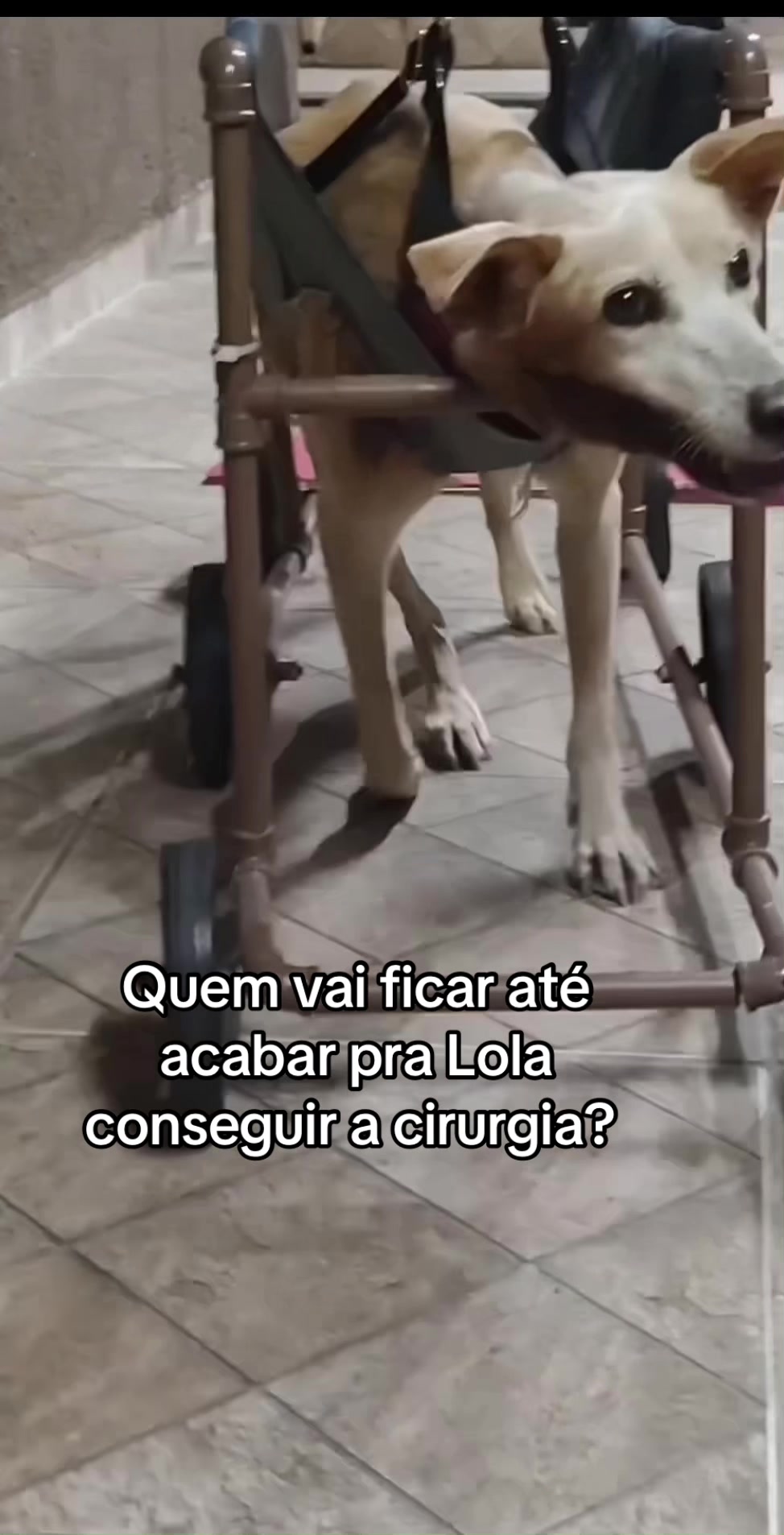 @Ajude a Lola