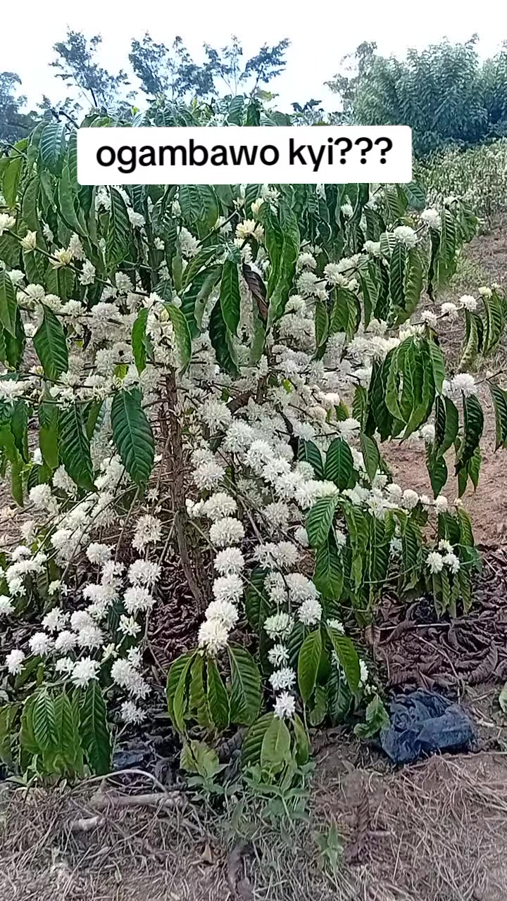 @MUKISSA AGRO Ug🌿
